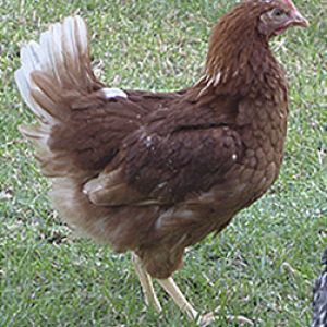 RUBIA (Lohman Brown - Classic)