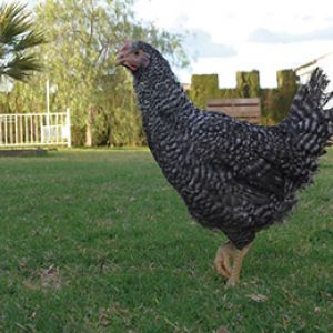 BARRADA (Pedresa - Franciscana)