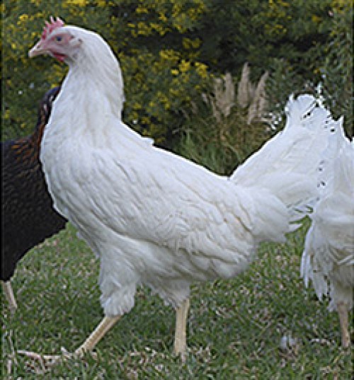 BLANCA (Lohman LSL - Classic)