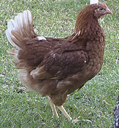 RUBIA (Lohman Brown - Classic)