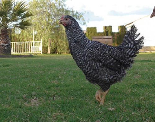 BARRADA (Pedresa - Franciscana)